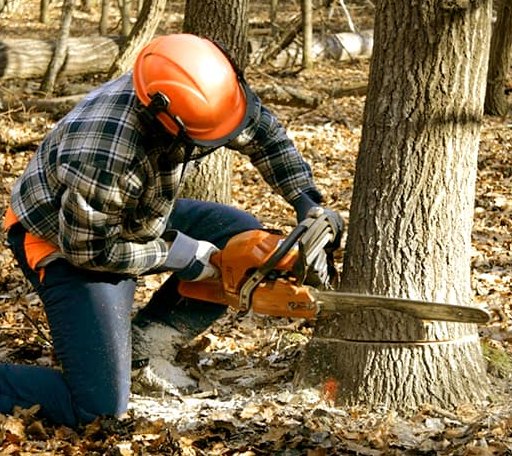 Tree Removal in Centerville, LA